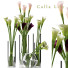 Vasen und Pflanzen Calla Lily - SABHAT KHAN