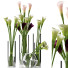 Vasen und Pflanzen Calla Lily - SABHAT KHAN