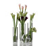 Vasen und Pflanzen Calla Lily - SABHAT KHAN