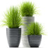 Flowerpots Plants 46 - SABHAT KHAN