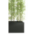 Blumentopf Bambuspflanzen 49 - SABHAT KHAN