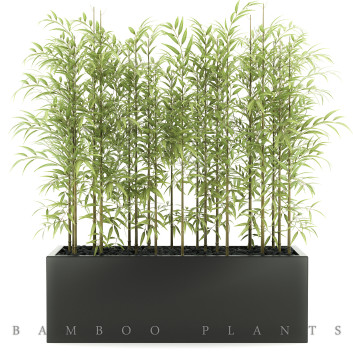 Blumentopf  Bambuspflanzen 49 3D-Modell