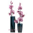 Vasen und Pflanzen Spring Flowers - SABHAT KHAN