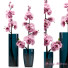 Vasen und Pflanzen Spring Flowers - SABHAT KHAN