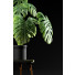 Blumentopf Monstera pflanze 50 - SABHAT KHAN
