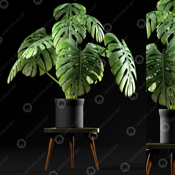 Blumentopf Monstera pflanze 50 3D-Modell