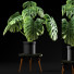 Blumentopf Monstera pflanze 50 - SABHAT KHAN