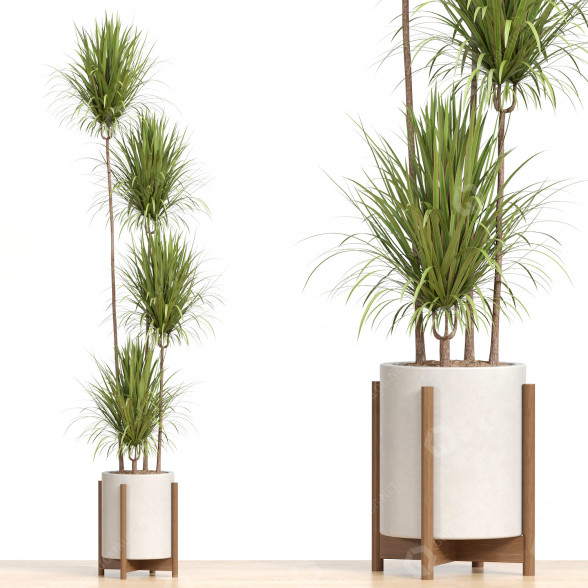 Blumentopf Zimmerpflanzen 1 3D-Modell
