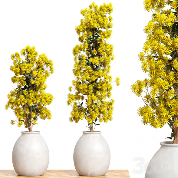 Blumentöpfe Blumenset 2 3D-Modell