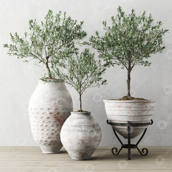 Pflanzen Europäische Olive in antiken Gefäßen 3D-Modell