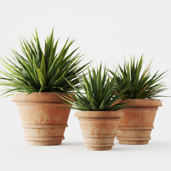 Plants Yucca Filamentosa in Terracotta Pots 3D model