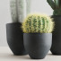 Plants Cactus Set - Levitskiy_Igor