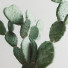 Plants Cactus Set - Levitskiy_Igor