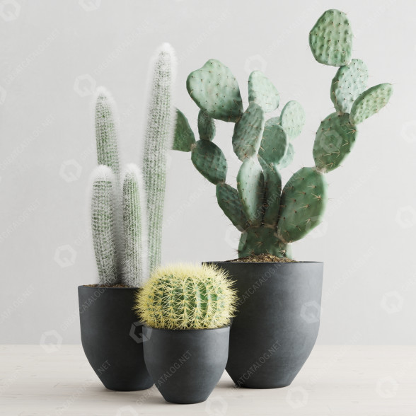 Plants Cactus Set 3D model