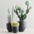 Plants Cactus Set - Levitskiy_Igor