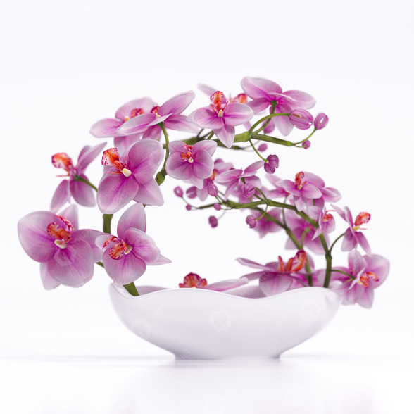 Wazony i rośliny Orchid 3 model 3D