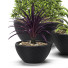 Flowerpots Plants 17 - SABHAT KHAN