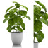 Blumentopf Kaffeepflanzen - SABHAT KHAN