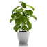 Blumentopf Kaffeepflanzen - SABHAT KHAN