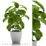 Blumentopf Kaffeepflanzen - SABHAT KHAN