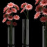 Wazony i kwiaty Gerbera 5 - SABHAT KHAN