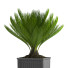 Doniczka Palm Bonsai Plants 26 - SABHAT KHAN