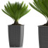 Doniczka Palm Bonsai Plants 26 - SABHAT KHAN