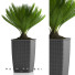 Doniczka Palm Bonsai Plants 26 - SABHAT KHAN