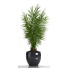 Doniczki Parlour Palm 27 - SABHAT KHAN