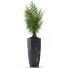 Doniczki Parlour Palm 27 - SABHAT KHAN