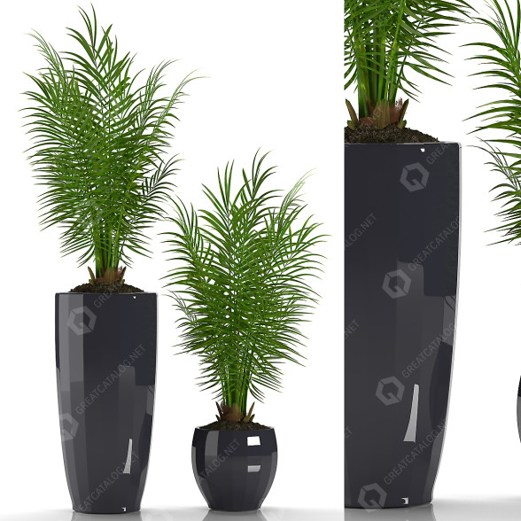 Doniczki Parlour Palm 27 model 3D