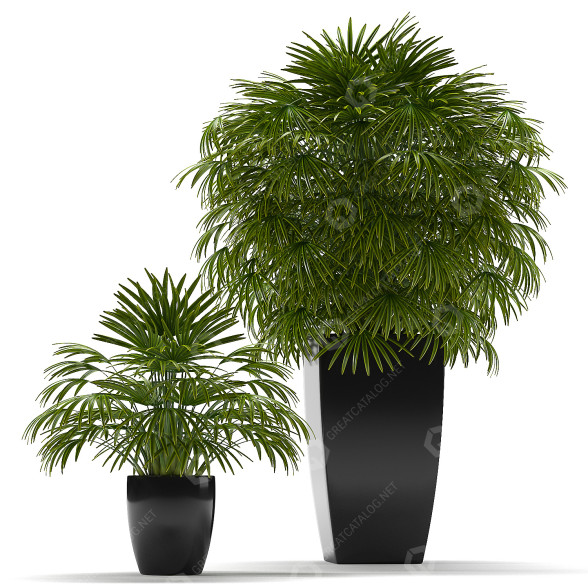 Doniczki Fan Palm 29 model 3D