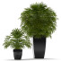 Doniczki Fan Palm 29 - SABHAT KHAN