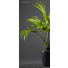 Doniczka Palm Plants 52 - SABHAT KHAN