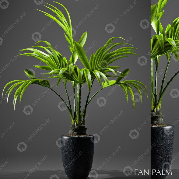 Doniczka Palm Plants 52 model 3D