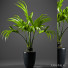 Doniczka Palm Plants 52 - SABHAT KHAN