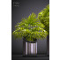 Doniczki Palm Plants 53 - SABHAT KHAN