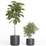 Flowerpots Indoor Plant Set 38 - nr.asgari