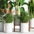 Blumentöpfe Indoor Set Plant 05 - nasrinrad