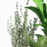 Blumentöpfe Indoor Set Plant 07 - nasrinrad
