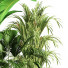 Blumentöpfe Indoor Set Plant 07 - nasrinrad