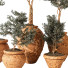 Pots de fleurs Plantes d'intérieur 191 - uniquevry