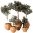 Pots de fleurs Plantes d'intérieur 191 - uniquevry