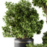 Flowerpots Indoor Plant Set 105 Black and Gold - CG design