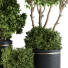 Flowerpots Indoor Plant Set 105 Black and Gold - CG design