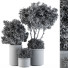 Flowerpots Indoor Plant Set 105 Black and Gold - CG design