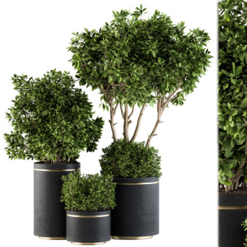 Flowerpots  Indoor Plant Set 105 Black and Gold 3D model