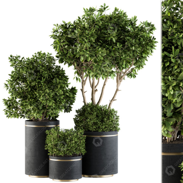 Flowerpots Indoor Plant Set 105 Black and Gold 3D model