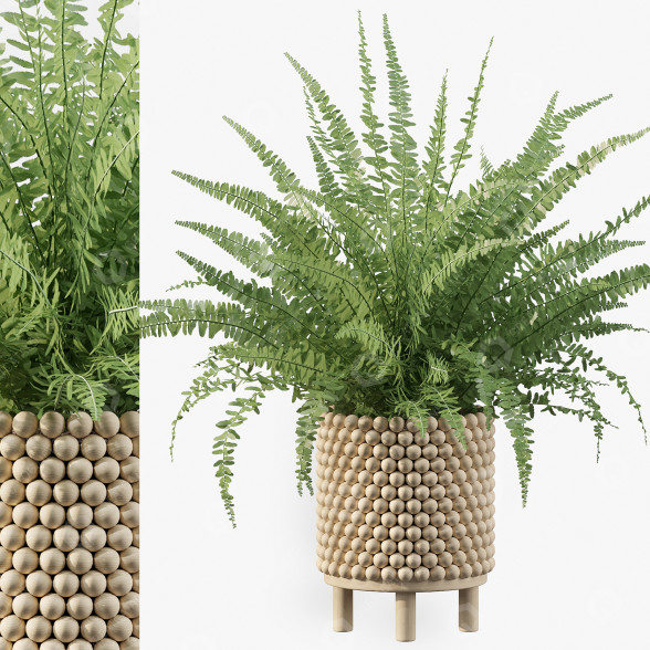 Flowerpot Plants Collection Fern 03 3D model