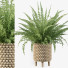 Flowerpot Plants Collection Fern 03 - CG design